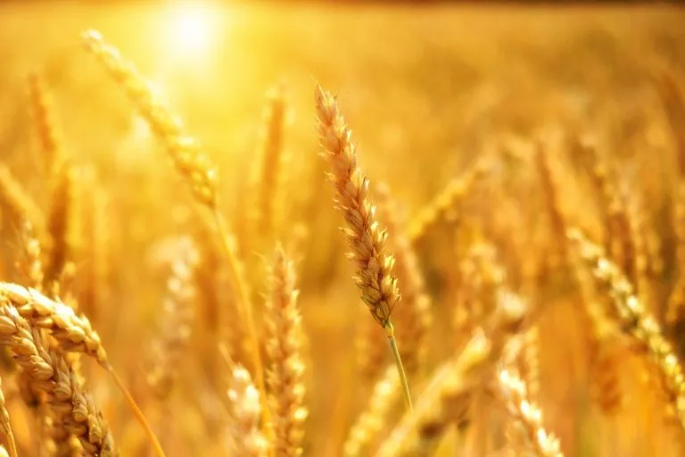 wheat, grain, cornfield