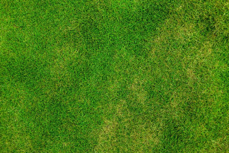 grass, lawn, backdrop