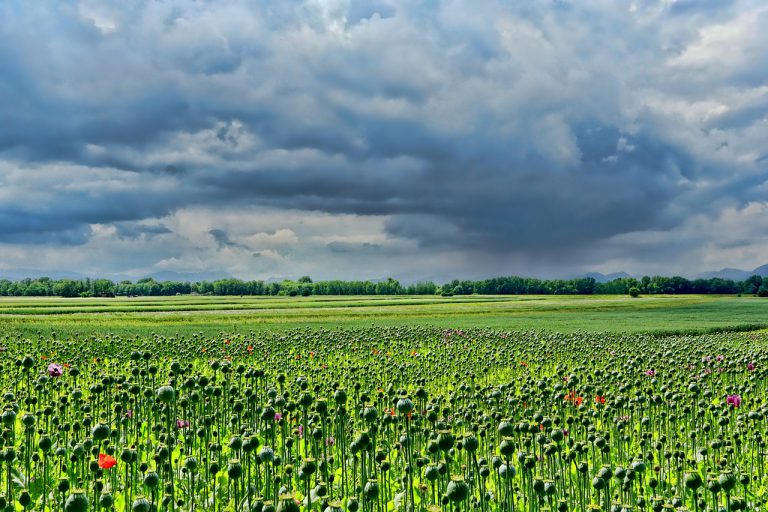 field of poppies, thriving mohnfeld, sky