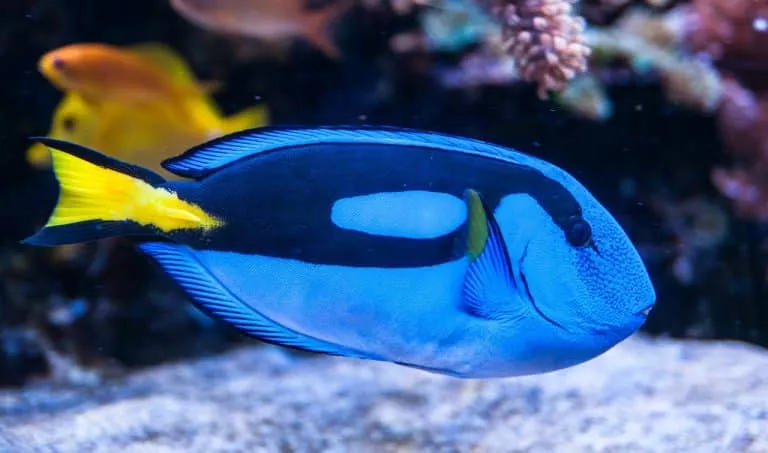 pallet doctor fish, surgeonfish, tropical fish